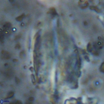 Diplotsekouri musamusbahii VR 026921