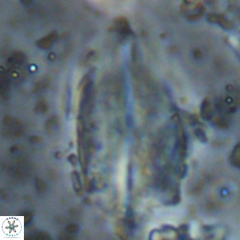 Diplotsekouri musamusbahii VR 026921