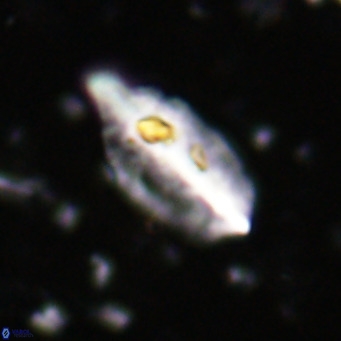 Diplotsekouri musamusbahii VR 027337