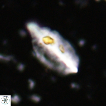 Diplotsekouri musamusbahii VR 027337