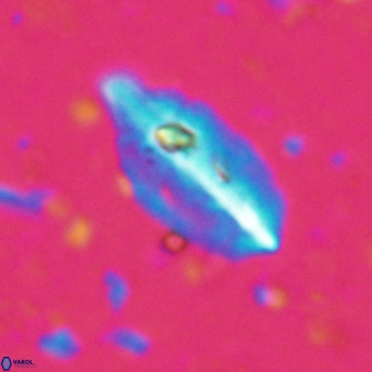 Diplotsekouri musamusbahii VR 027338