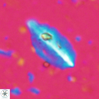 Diplotsekouri musamusbahii VR 027338