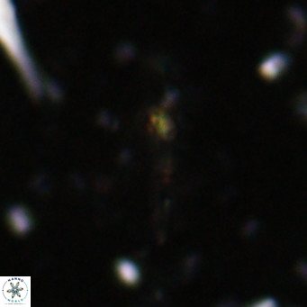 Diplotsekouri musamusbahii VR 027340