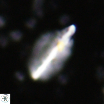 Diplotsekouri musamusbahii VR 027341