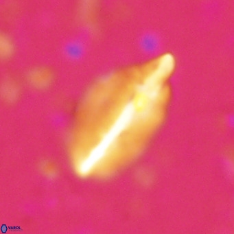 Diplotsekouri musamusbahii VR 027342