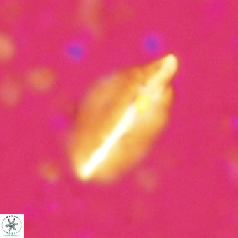 Diplotsekouri musamusbahii VR 027342