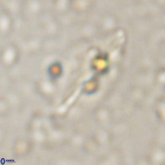 Diplotsekouri musamusbahii VR 027343