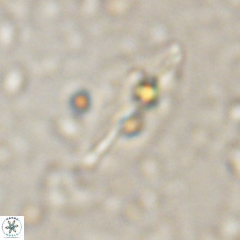 Diplotsekouri musamusbahii VR 027343
