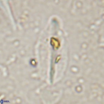 Diplotsekouri musamusbahii VR 027344