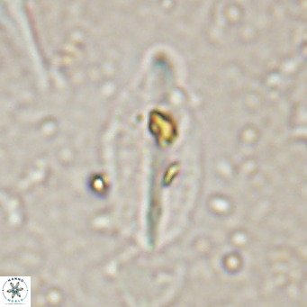 Diplotsekouri musamusbahii VR 027344