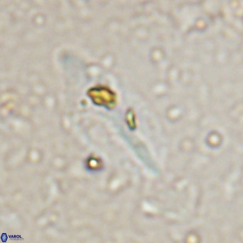 Diplotsekouri musamusbahii VR 027345