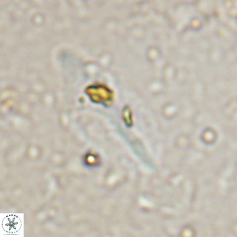 Diplotsekouri musamusbahii VR 027345