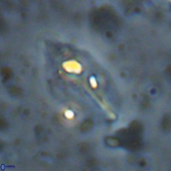 Diplotsekouri musamusbahii VR 027347