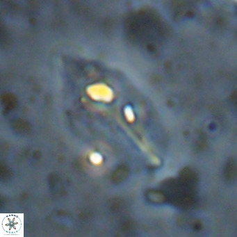 Diplotsekouri musamusbahii VR 027347