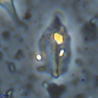 Diplotsekouri musamusbahii VR 027348