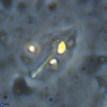Diplotsekouri musamusbahii VR 027350