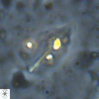 Diplotsekouri musamusbahii VR 027350