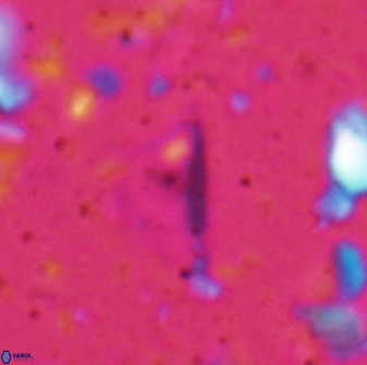 Diplotsekouri indianica 27887