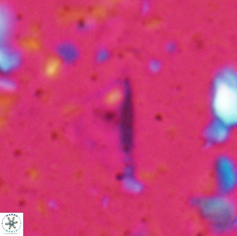 Diplotsekouri indianica 27887