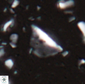 Diplotsekouri indianica 27885