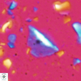 Diplotsekouri indianica 27886