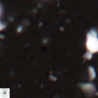 Diplotsekouri indianica 27888