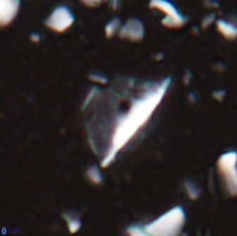 Diplotsekouri indianica 27889