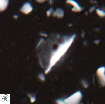 Diplotsekouri indianica 27889