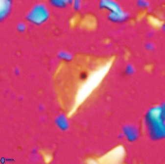Diplotsekouri indianica 27890