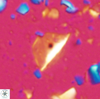 Diplotsekouri indianica 27890
