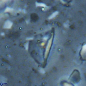 Diplotsekouri indianica 27892