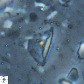 Diplotsekouri indianica 27892