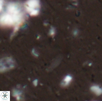 Diplotsekouri francisjosephii 27933
