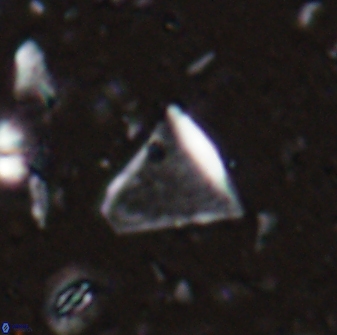Diplotsekouri francisjosephii 27930