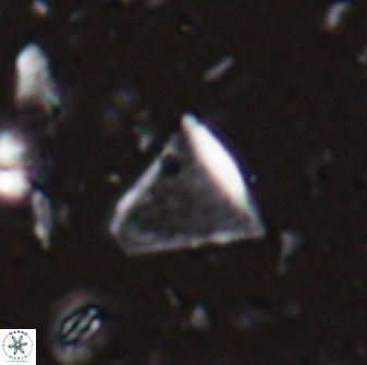 Diplotsekouri francisjosephii 27930