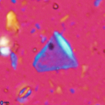 Diplotsekouri francisjosephii 27931