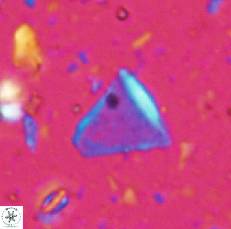 Diplotsekouri francisjosephii 27931