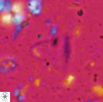 Diplotsekouri francisjosephii 27932