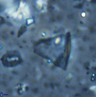 Diplotsekouri francisjosephii 27937