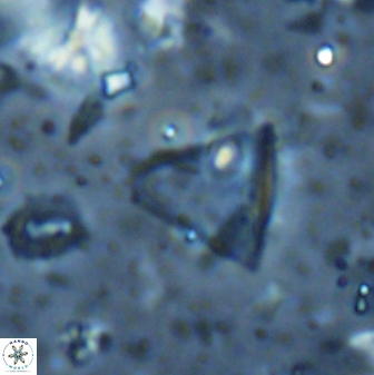 Diplotsekouri francisjosephii 27937