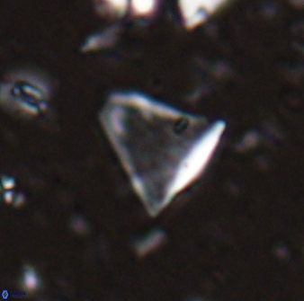 Diplotsekouri francisjosephii 27934