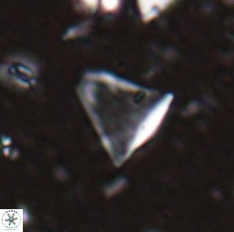 Diplotsekouri francisjosephii 27934