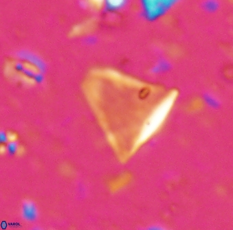 Diplotsekouri francisjosephii 27935