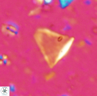 Diplotsekouri francisjosephii 27935
