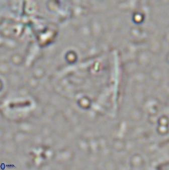 Diplotsekouri francisjosephii 27936