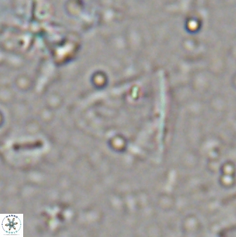 Diplotsekouri francisjosephii 27936