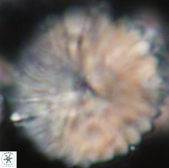 Discoaster multiradiatus 21429