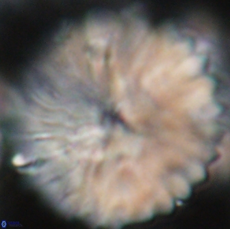 Discoaster multiradiatus 21431
