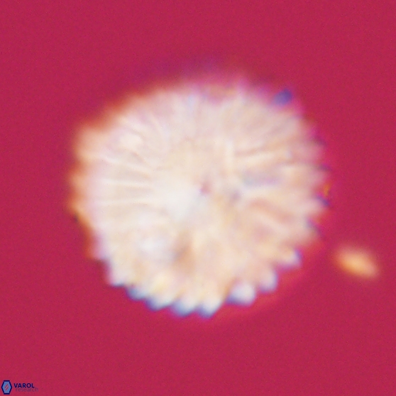 Discoaster multiradiatus 21331
