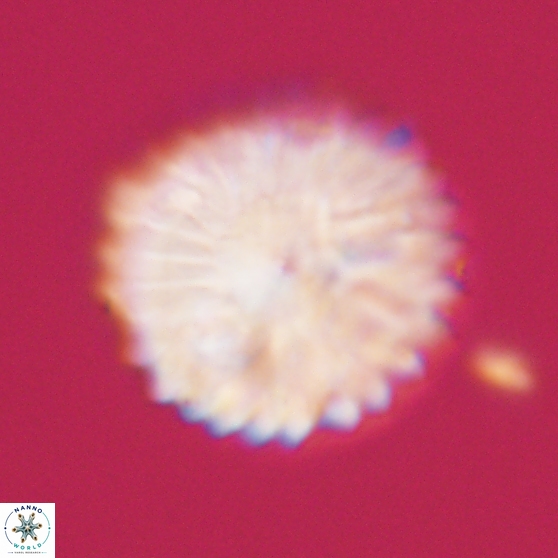 Discoaster multiradiatus 21331